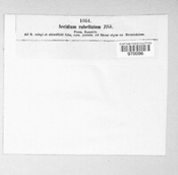 Aecidium rubellatum image